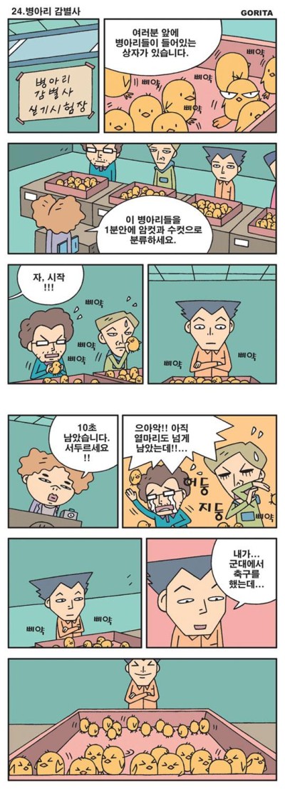 병아리 감별사